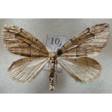 Thera juniperata (Linnaeus, 1758) Paśnik juniperata Czech10j